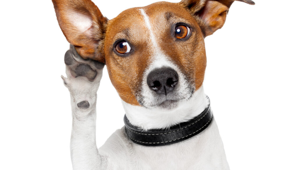 Dog listening