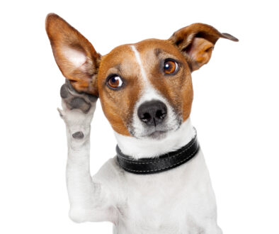 Dog listening