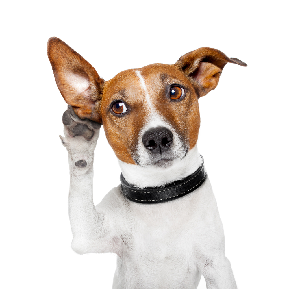 Dog listening